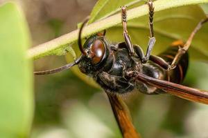 black wasp insect close up macro premium photo