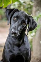 retrato de un perro negro foto