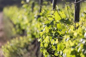 Vineyard in the summer photo