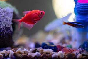 Glowing Tetras in a fish tank photo