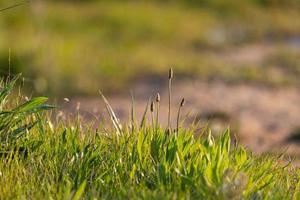 Ribwort Plantain plants and lush green grass in the field photo