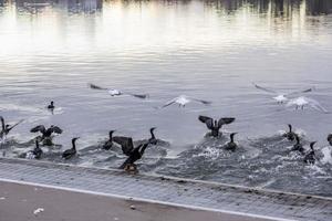 Birds flying over a lake photo