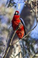 Crimson Rosella on a tree branch photo