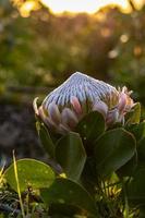 Queen Protea in nature photo