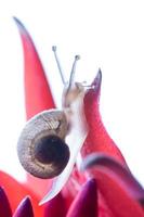 Snail on Red Flower photo