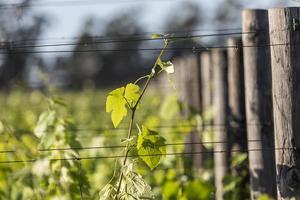 viñedo en el verano foto