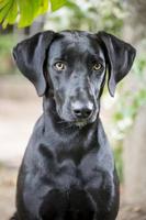 Portrait of a black dog photo