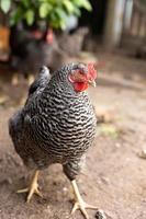 Plymouth rock chicken photo