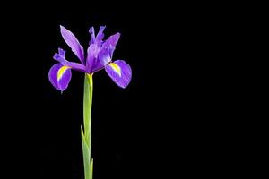 iris púrpura sobre un fondo negro foto