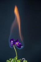 Flower in flames photo