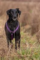 Dog portrait in the field photo