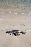 Dead sea lion on a beach photo