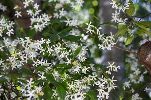 Flowers in the garden photo