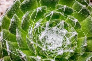 Closeup of a cactus photo