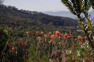 Proteas in nature photo