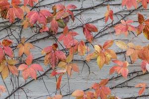 Autumn leaves on a wall photo