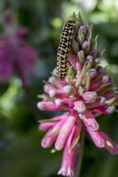 Worm on a flower photo