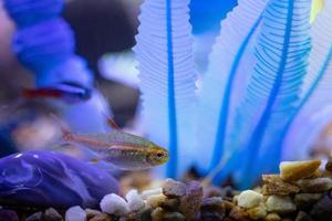 Fish Swimming in a tank photo