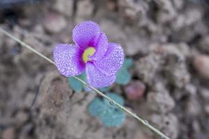 flor con gotitas foto