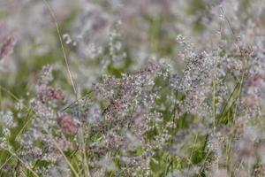 Wild grassy flowers photo