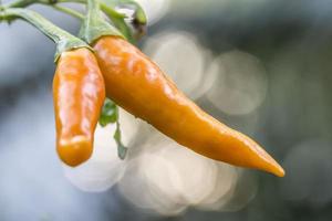 Two Orange Chilli Hanging From Plant Bright Background photo