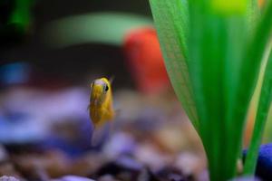 Glowing Tetras in a fish tank photo