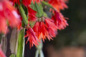 Flowers in the garden photo