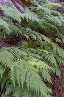 Ferns in a forest in New Zealand photo