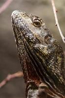 The frill-necked lizard photo