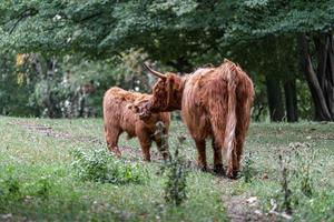Highland cattle on meadow photo