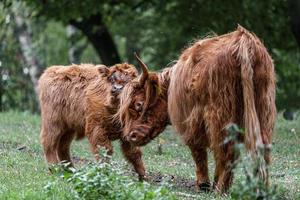 Highland cattle on meadow photo