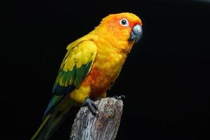 Sun parakeet on branch photo