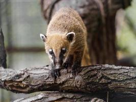 South American coati photo