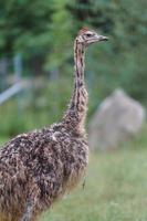 Common ostrich in zoo photo
