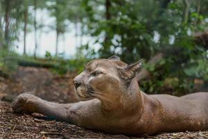 Cougar in zoo photo