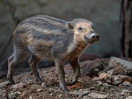 cerdo verrugoso de Visayan foto