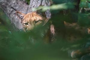 Eurasian lynx on tree photo