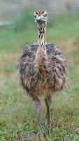 avestruz común en el zoológico foto