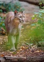 Cougar in zoo photo