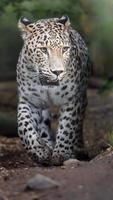 Persian leopard in zoo photo