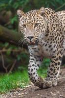 Persian leopard in zoo photo