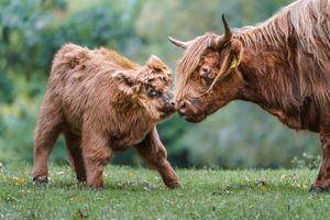 Highland ganado en pradera foto