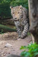 leopardo persa en zoológico foto