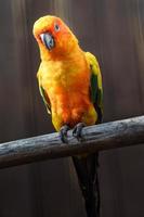 Sun parakeet on branch photo