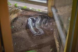 Serpiente pitón birmana en el suelo en la jaula del espejo en la granja de serpientes de Tailandia Bangkok, Tailandia foto