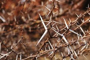 Wild Thorny Tree. photo