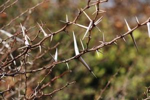 árbol espinoso salvaje. foto