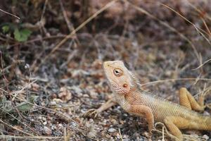 Oriental Garden Lizard, Bellary. photo