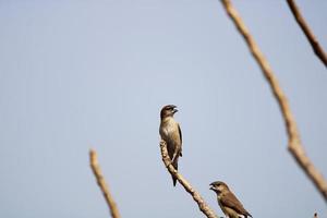 Indian Silverbill Birds, Bellary. photo