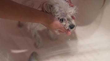 cachorrinho branco toma banho video